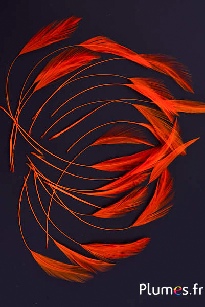 Coq filant - 10-15 cm - orange